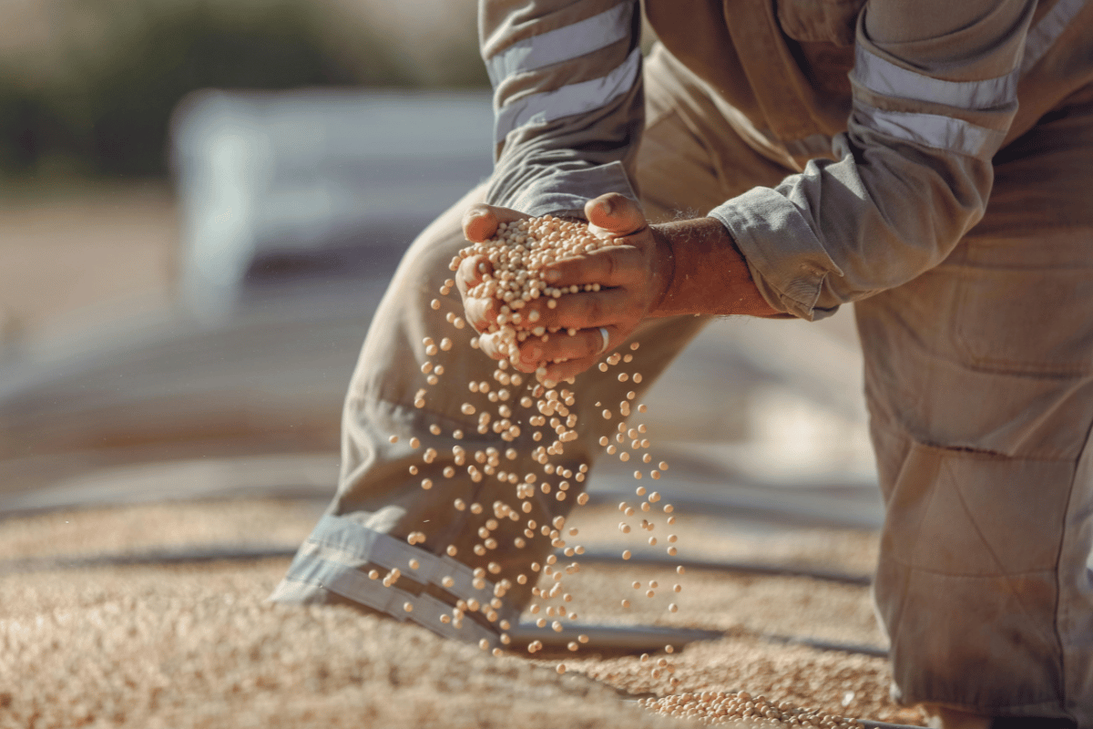 Soybean oil in wholesale purchases: who benefits from it and why